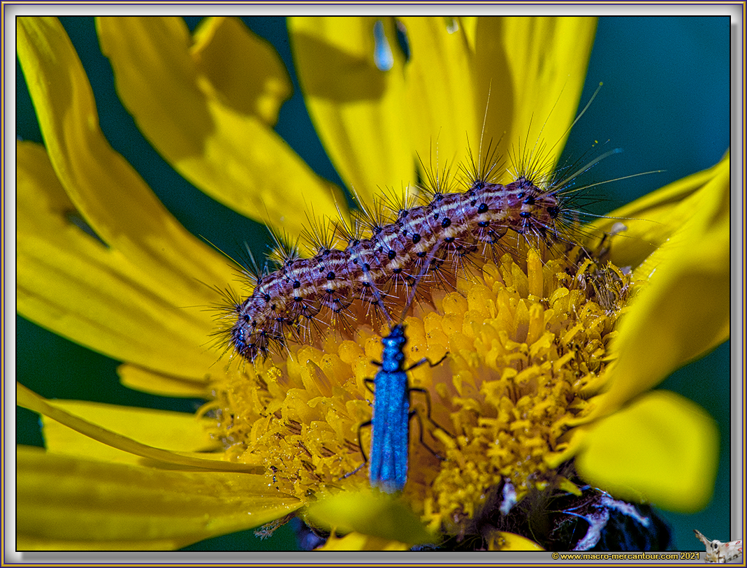 Chenille sur Arnica
